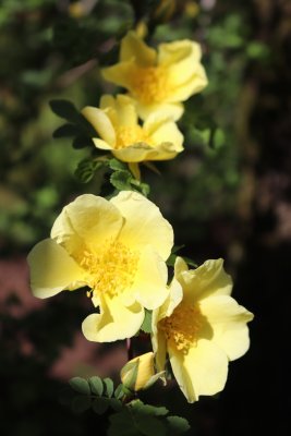 Rosa xanthina 'Canary Bird' - růže zlatožlutá - květy (2)